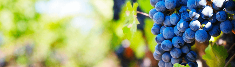 Christian life - bearing fruit