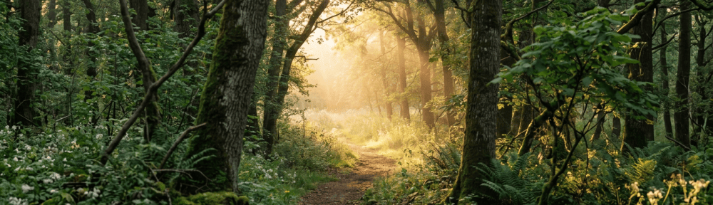 Sunlit forest path surrounded by moss-covered trees and ferns